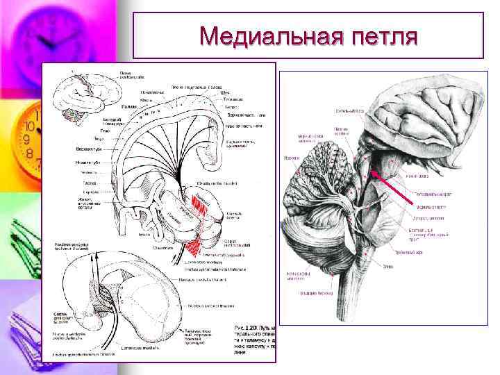 Медиальная петля 