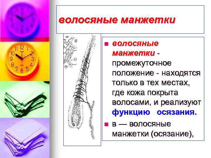 волосяные манжетки n n волосяные манжетки промежуточное положение - находятся только в тех местах,