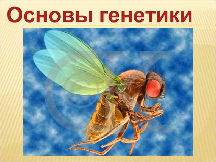 Основы генетики 