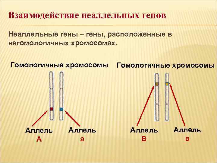 Гены расположенные в гомологичных