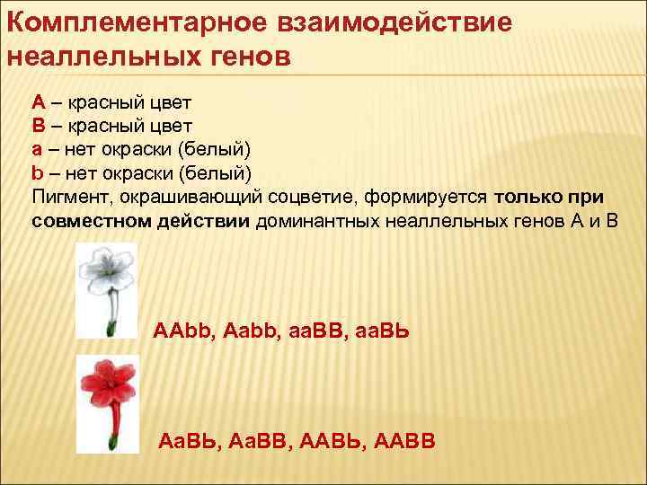 Комплементарное взаимодействие неаллельных генов А – красный цвет В – красный цвет а –