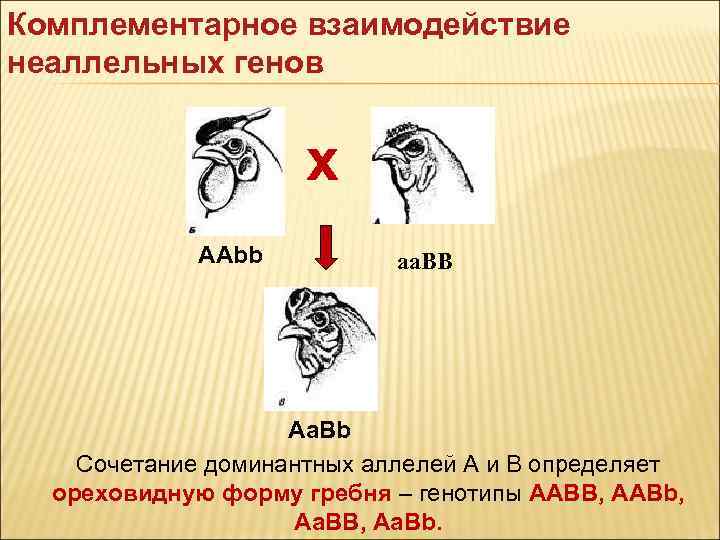 Схема аавв х ааbb иллюстрирует скрещивание