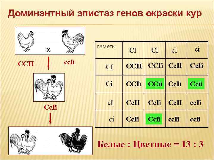 Доминантный эпистаз генов окраски кур гаметы x ccii ССII CI Ci c. I ci