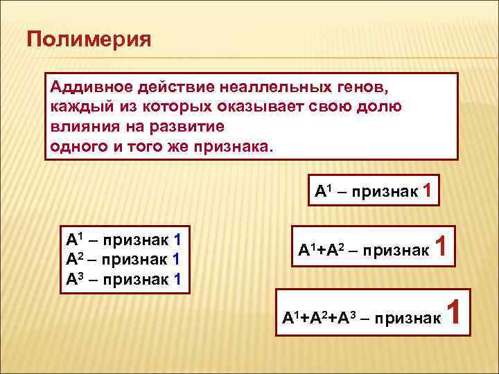 Полимерия Аддивное действие неаллельных генов, каждый из которых оказывает свою долю влияния на развитие