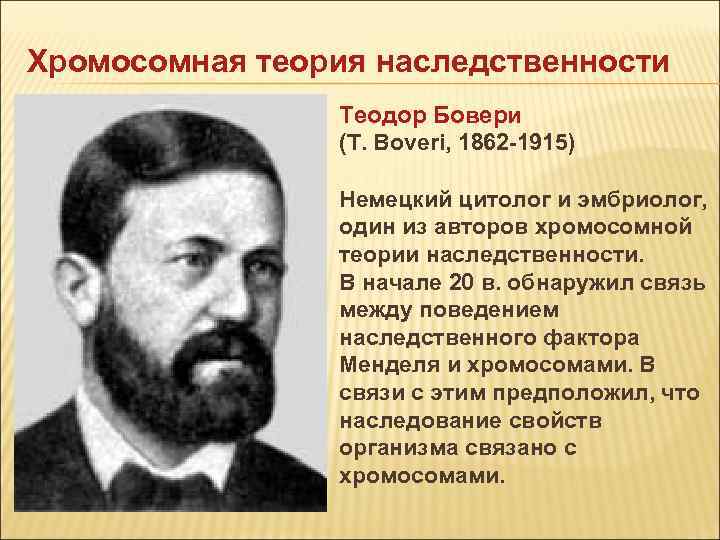 Хромосомная теория наследственности Теодор Бовери (T. Boveri, 1862 -1915) Немецкий цитолог и эмбриолог, один
