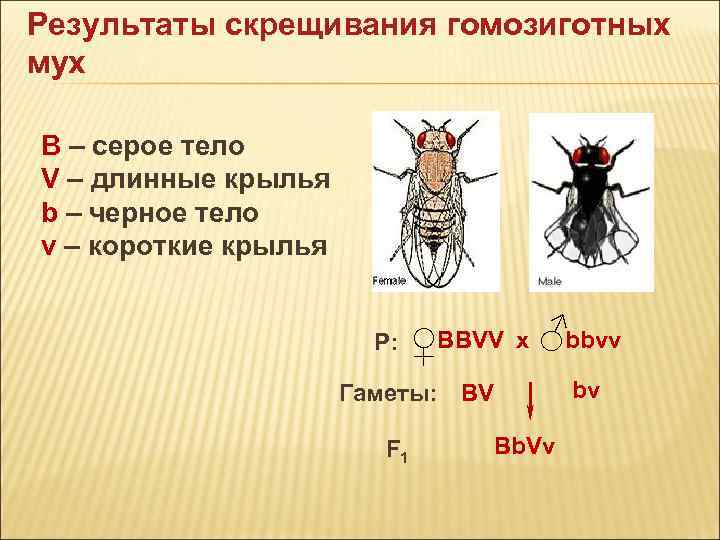 При скрещивании мух дрозофил с длинными