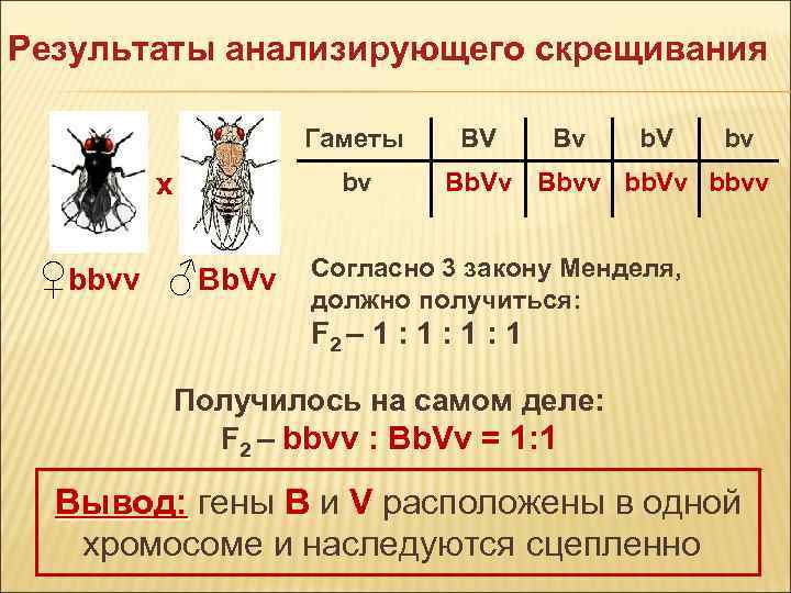 Результаты анализирующего скрещивания Гаметы x ♀bbvv ♂Bb. Vv bv BV Bv b. V bv