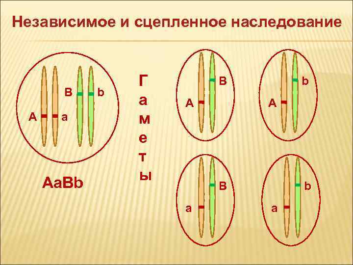Независимое и сцепленное наследование B А а Aa. Bb b Г а м е