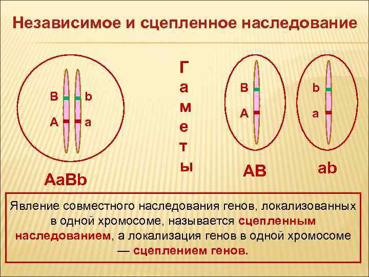 Независимое наследование. Независимое и сцепленное наследование. Сцепленное наследование генов. Независимое и сцепленное наследование признаков. Явление сцепленного наследования.