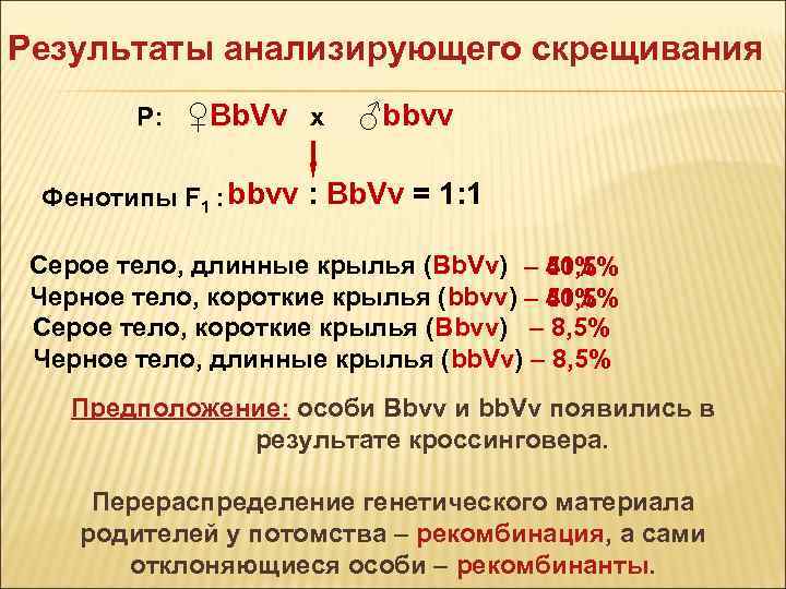 Результаты анализирующего скрещивания P: ♀Bb. Vv x ♂bbvv Фенотипы F 1 : bbvv :