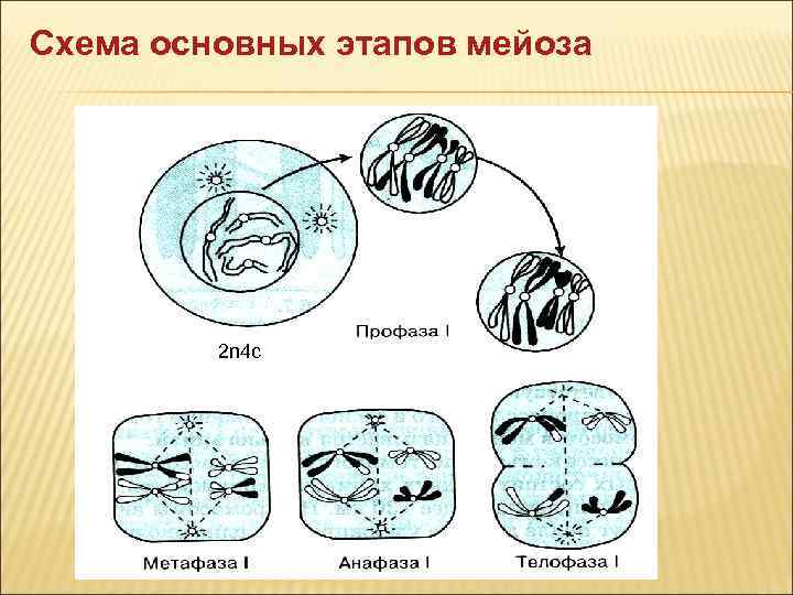Схема основных этапов мейоза 2 n 4 c 