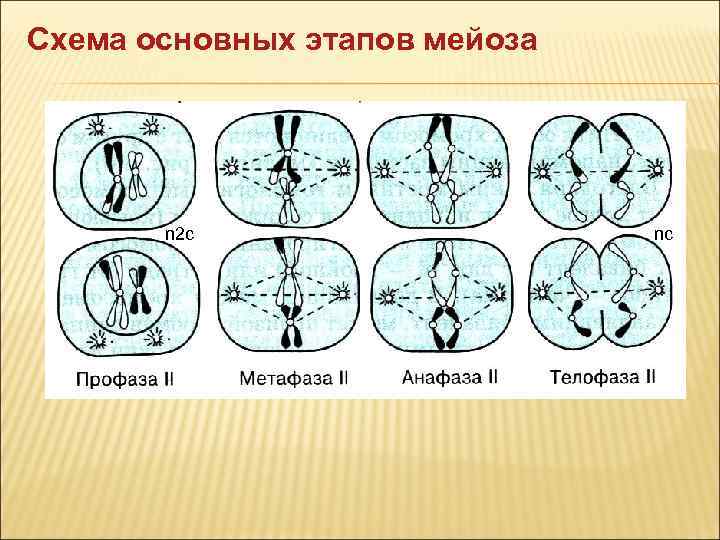Схема основных этапов мейоза n 2 c nc 