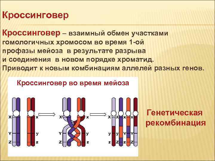 Конъюгация и кроссинговер в клетках животных происходят. Перекрест гомологических хромосом. Понятие кроссинговера. Механизм кроссинговера в мейозе.. Кросинго вер.