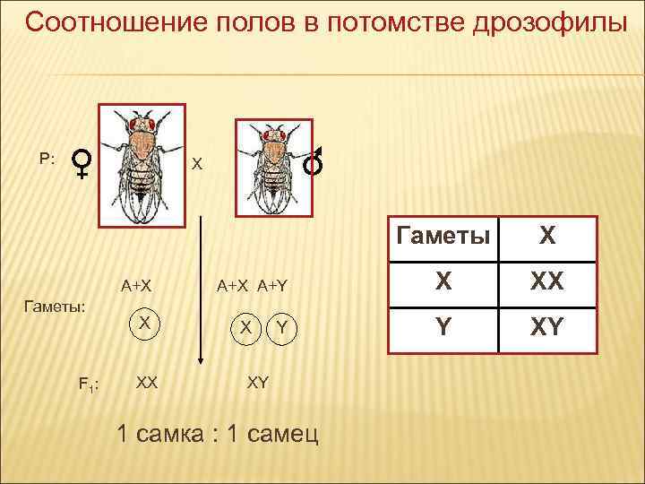 Самцы и самки дрозофилы. Гаметы дрозофилы. Самец дрозофилы генотип. Гетерогаметный пол у дрозофилы это. Гомогаметным полом у дрозофилы.