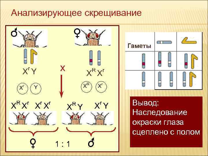 У дрозофилы гомогаметным