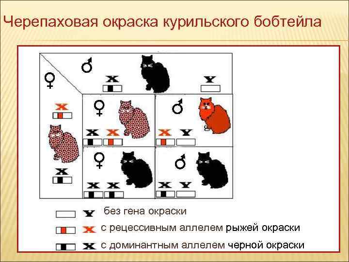 Черепаховая окраска курильского бобтейла без гена окраски с рецессивным аллелем рыжей окраски с доминантным