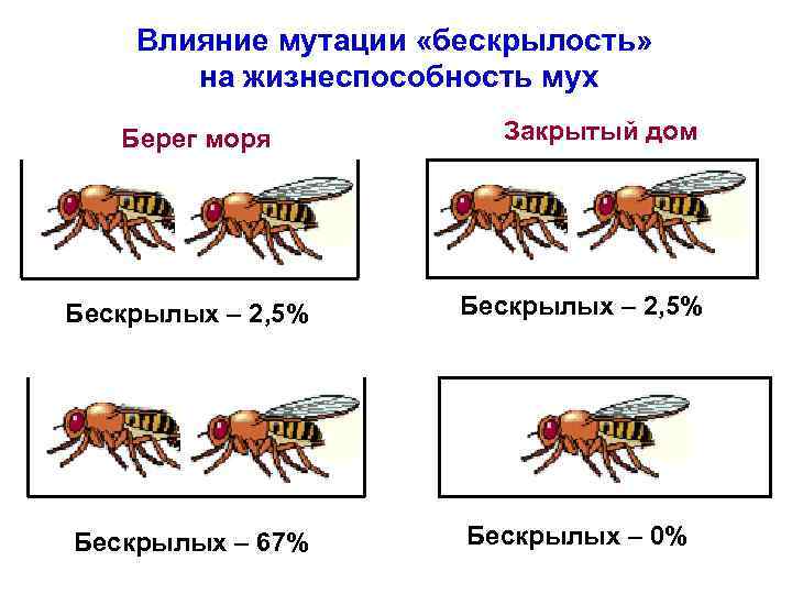 Влияние мутации «бескрылость» на жизнеспособность мух Берег моря Закрытый дом Бескрылых – 2, 5%