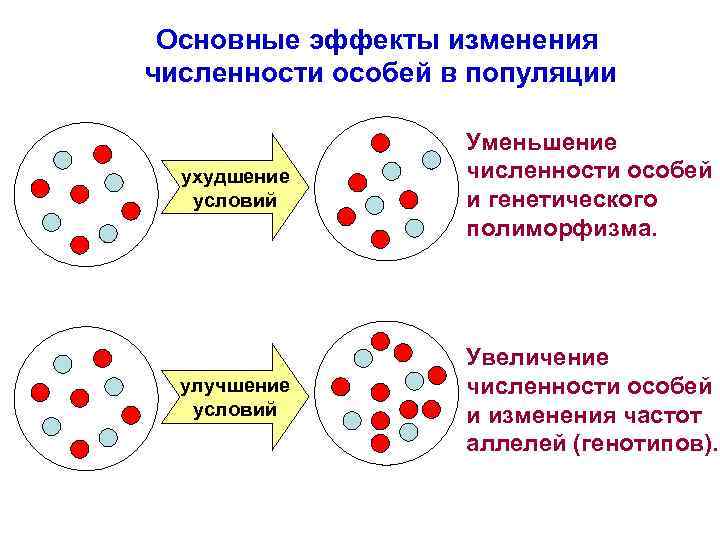 В популяции известны частоты аллелей