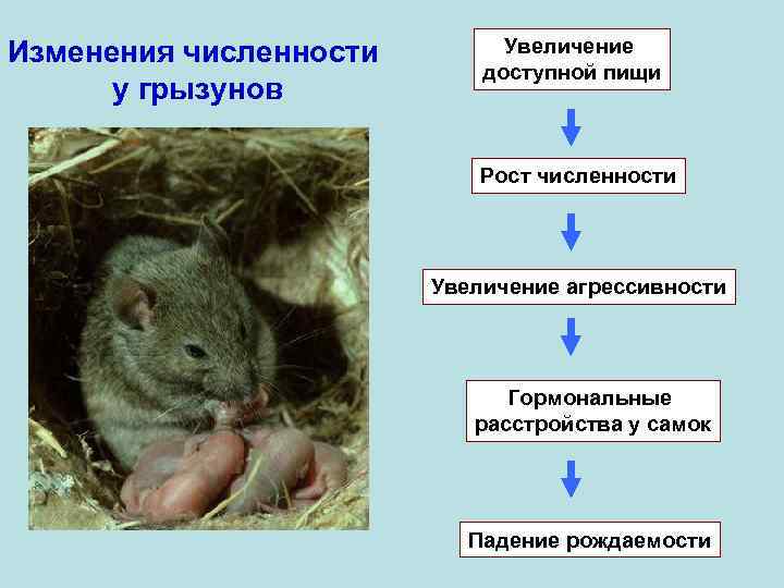 Изменения численности у грызунов Увеличение доступной пищи Рост численности Увеличение агрессивности Гормональные расстройства у