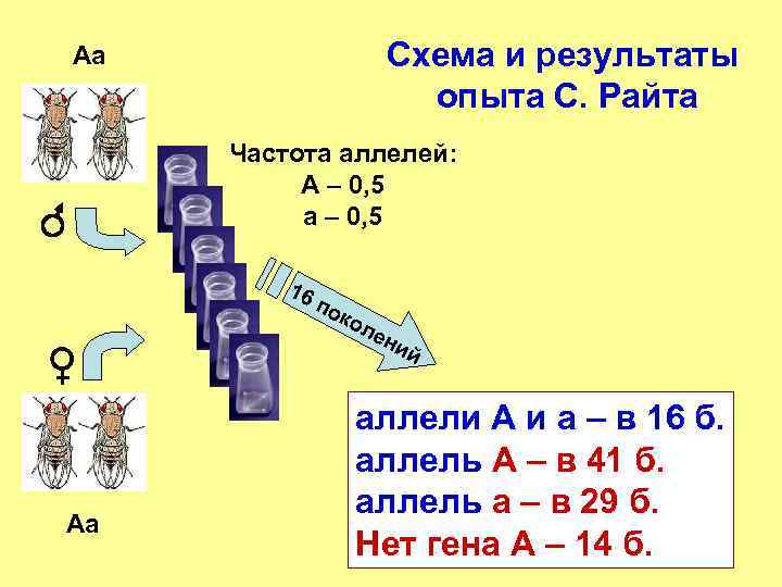 Схема и результаты опыта С. Райта Aa Частота аллелей: А – 0, 5 а