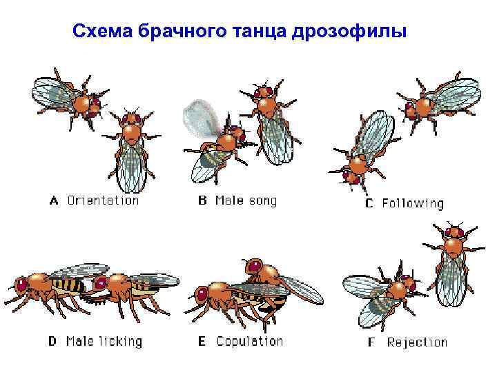 Схема брачного танца дрозофилы 