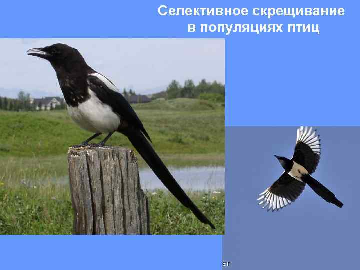 Селективное скрещивание в популяциях птиц 
