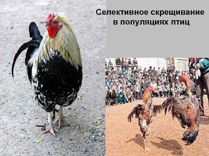 Селективное скрещивание в популяциях птиц 
