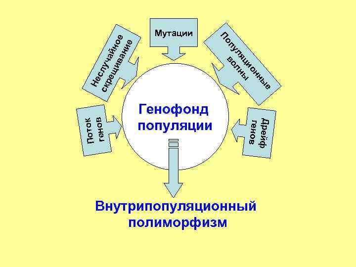 Не скр случ ещ айн ив о ан е ие е Генофонд популяции Дрейф