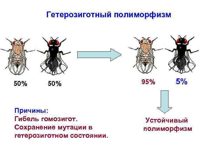 Какие клинические проявления соответствуют картине истинного полиморфизма