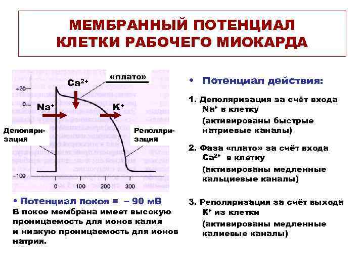 МЕМБРАННЫЙ ПОТЕНЦИАЛ КЛЕТКИ РАБОЧЕГО МИОКАРДА Ca 2+ Na+ Деполяризация «плато» K+ Реполяризация • Потенциал