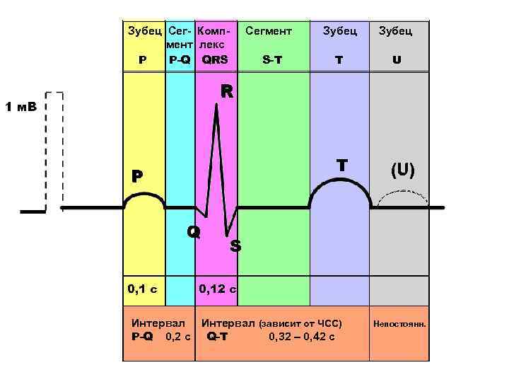 Зубец Сег- Компмент лекс P P-Q QRS Сегмент Зубец T U T S-T Зубец