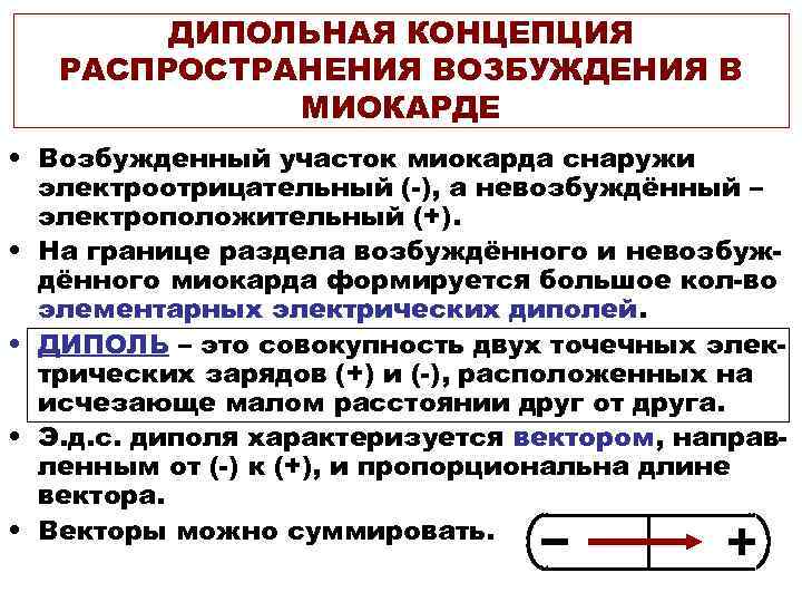 ДИПОЛЬНАЯ КОНЦЕПЦИЯ РАСПРОСТРАНЕНИЯ ВОЗБУЖДЕНИЯ В МИОКАРДЕ • Возбужденный участок миокарда снаружи электроотрицательный (-), а