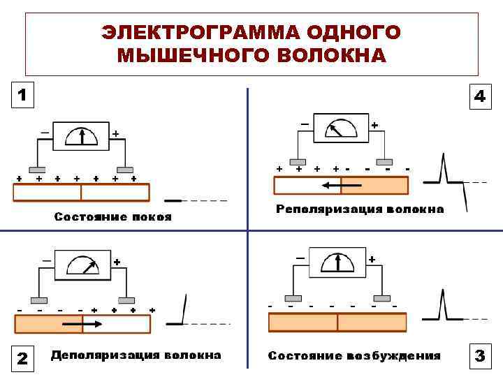 ЭЛЕКТРОГРАММА ОДНОГО МЫШЕЧНОГО ВОЛОКНА 1 4 2 3 