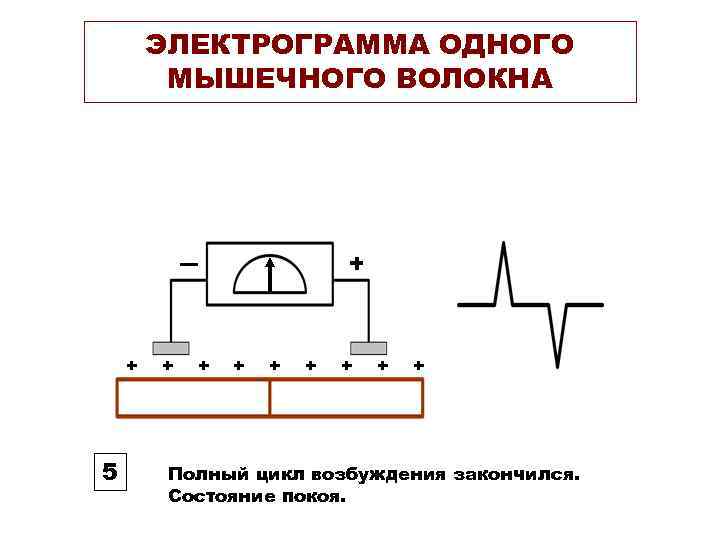 ЭЛЕКТРОГРАММА ОДНОГО МЫШЕЧНОГО ВОЛОКНА + + 5 + + + + Полный цикл возбуждения