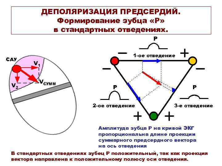ДЕПОЛЯРИЗАЦИЯ ПРЕДСЕРДИЙ. Формирование зубца «Р» в стандартных отведениях. Р САУ V 2 1 -ое