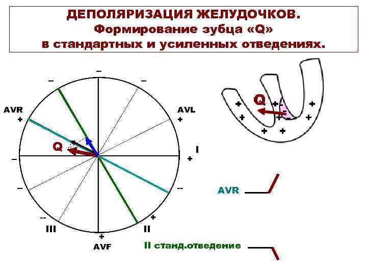 ДЕПОЛЯРИЗАЦИЯ ЖЕЛУДОЧКОВ. Формирование зубца «Q» в стандартных и усиленных отведениях. -- -- -- AVR