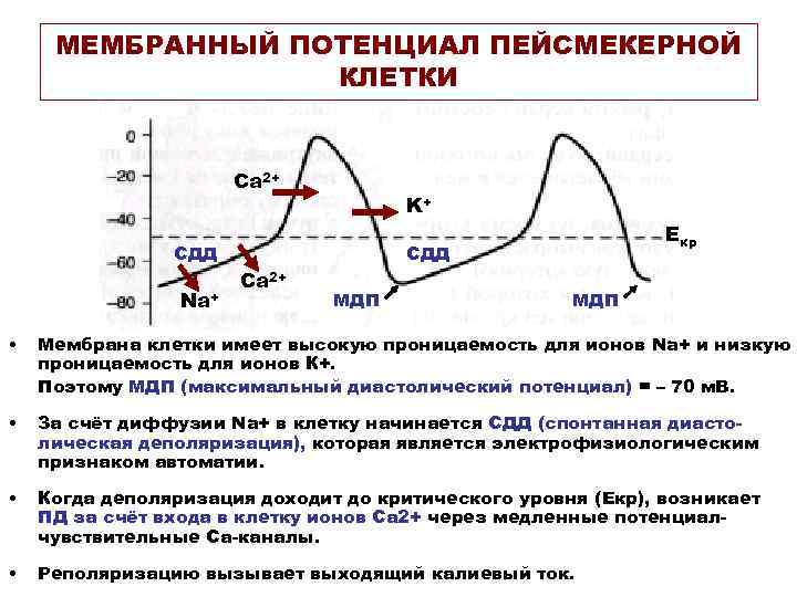 Потенциал клетки