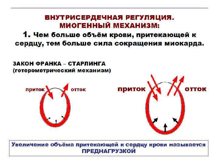 Увеличение объёма притекающей к сердцу крови называется ПРЕДНАГРУЗКОЙ 