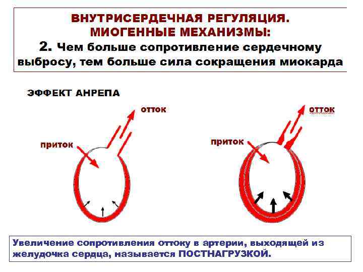 Увеличение сопротивления оттоку в артерии, выходящей из желудочка сердца, называется ПОСТНАГРУЗКОЙ. 