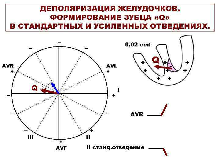 ДЕПОЛЯРИЗАЦИЯ ЖЕЛУДОЧКОВ. ФОРМИРОВАНИЕ ЗУБЦА «Q» В СТАНДАРТНЫХ И УСИЛЕННЫХ ОТВЕДЕНИЯХ. -- -- 0, 02