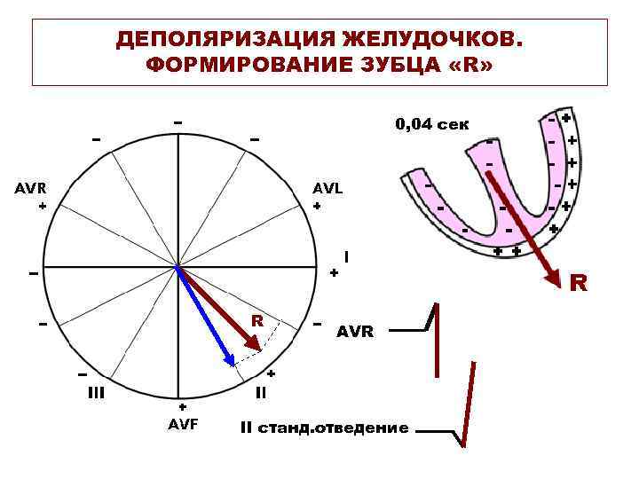ДЕПОЛЯРИЗАЦИЯ ЖЕЛУДОЧКОВ. ФОРМИРОВАНИЕ ЗУБЦА «R» 0, 04 сек R AVR II станд. отведение 
