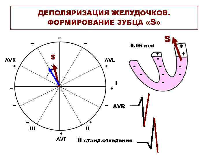 ДЕПОЛЯРИЗАЦИЯ ЖЕЛУДОЧКОВ. ФОРМИРОВАНИЕ ЗУБЦА «S» 0, 06 сек S AVR II станд. отведение 
