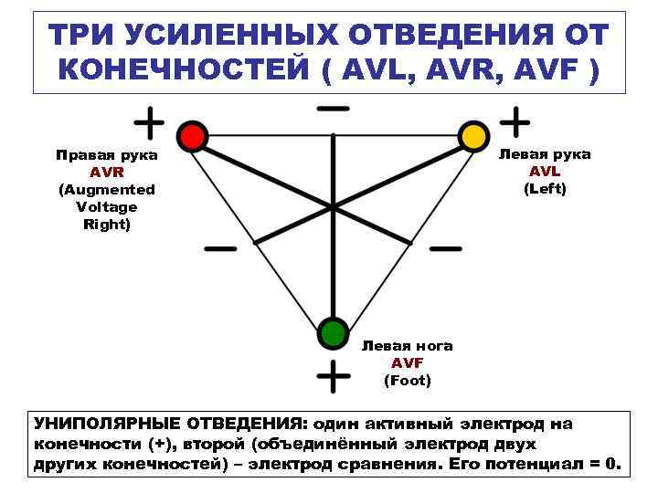 ТРИ УСИЛЕННЫХ ОТВЕДЕНИЯ ОТ КОНЕЧНОСТЕЙ ( AVL, AVR, AVF ) Левая рука AVL (Left)