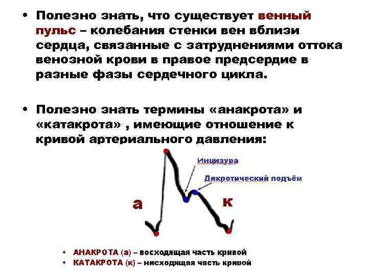  • Полезно знать, что существует венный пульс – колебания стенки вен вблизи сердца,