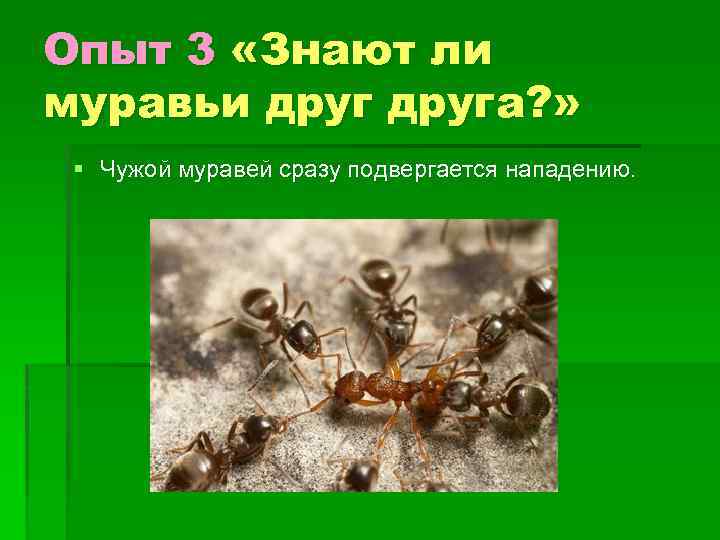 Опыт 3 «Знают ли муравьи друга? » § Чужой муравей сразу подвергается нападению. 