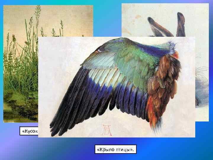  «Молодой заяц» . «Кусок дёрна» . 1503 г. «Крыло птицы» . 