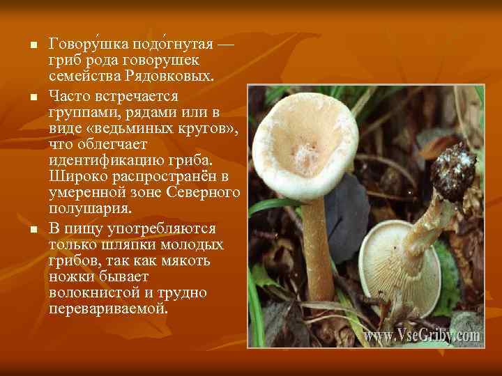 n n n Говору шка подо гнутая — гриб рода говорушек семейства Рядовковых. Часто
