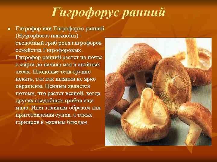 Гигрофорус ранний n Гигрофор или Гигрофорус ранний (Hygrophorus marzuolus) съедобный гриб рода гигрофоров семейства