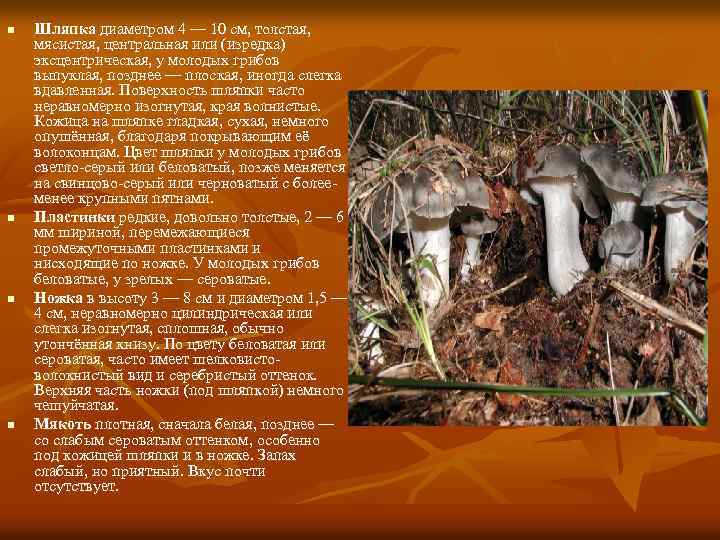 n n Шляпка диаметром 4 — 10 см, толстая, мясистая, центральная или (изредка) эксцентрическая,