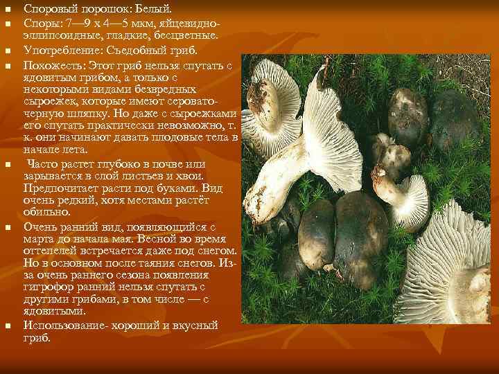 n n n n Споровый порошок: Белый. Споры: 7— 9 х 4— 5 мкм,